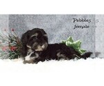 Small #2 Havanese