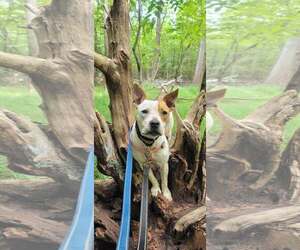 JoJo - Female American Staffordshire Terrier-Red Heeler Mix Dog for Adoption - Photo #2