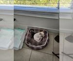 Small Photo #1 Chihuahua Puppy For Sale in CAPE CORAL, FL, USA