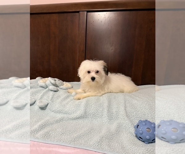 Medium Photo #1 Morkie Puppy For Sale in BENSON, NC, USA