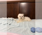 Small Morkie