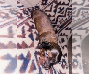 Dachshund Puppy for sale in LAWRENCEBURG, TN, USA