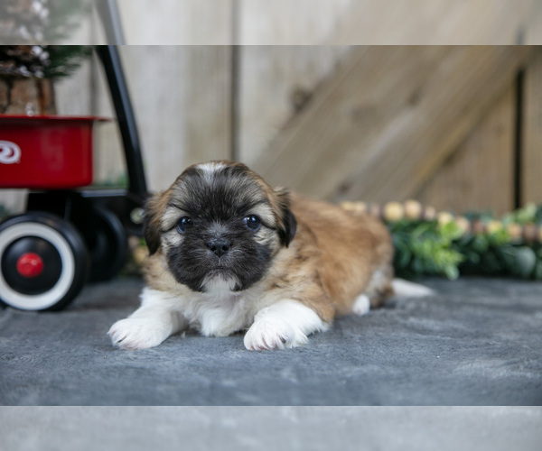 Medium Photo #17 Shih Tzu Puppy For Sale in GREENWICH, OH, USA