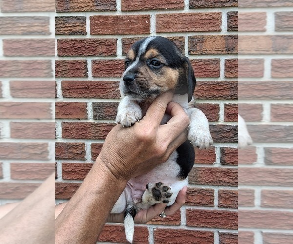 Medium Photo #8 Beagle Puppy For Sale in BLAIRSVILLE, GA, USA