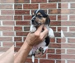 Small #7 Beagle