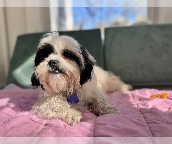 Medium Photo #3 Shih Tzu Puppy For Sale in Oak Bluffs, MA, USA