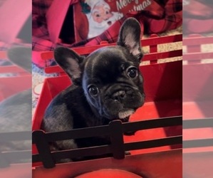 French Bulldog Puppy for sale in CHATTANOOGA, TN, USA