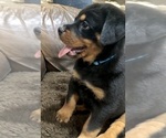 Small #9 Rottweiler