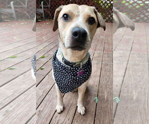 Labbe Dogs for adoption in Crystal, MN, USA