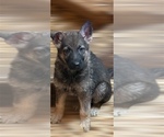 Image preview for Ad Listing. Nickname: Shep