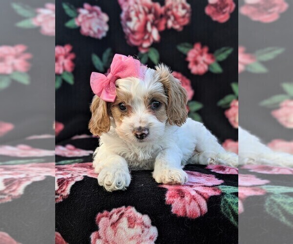 Medium Photo #6 Cavachon-Poodle (Miniature) Mix Puppy For Sale in BIRD IN HAND, PA, USA