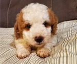 Small #13 Bernedoodle (Miniature)
