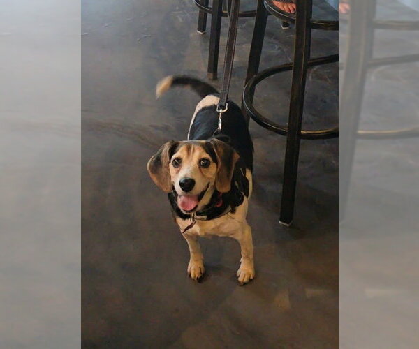 Medium Photo #1 Beagle Puppy For Sale in Tampa, FL, USA