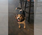 Small Beagle
