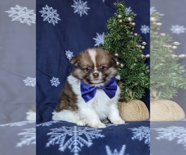 Medium Photo #2 Pomeranian Puppy For Sale in CHRISTIANA, PA, USA