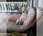 Small #4 Boxer-Shiba Inu Mix