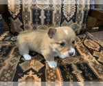 Puppy Male Pembroke Welsh Corgi