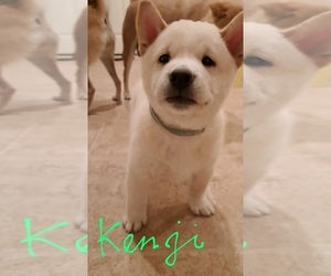 Shiba Inu Puppy for Sale in RIVERSIDE, California USA
