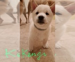 Small Photo #1 Shiba Inu Puppy For Sale in RIVERSIDE, CA, USA