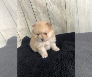 Pomeranian Dog for Adoption in SIOUX FALLS, South Dakota USA
