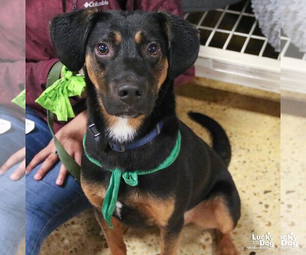 Medium Photo #2 Black and Tan Coonhound-Unknown Mix Puppy For Sale in Washington, DC, USA