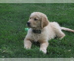 Small #9 Golden Retriever