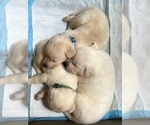 Small #8 Labrador Retriever