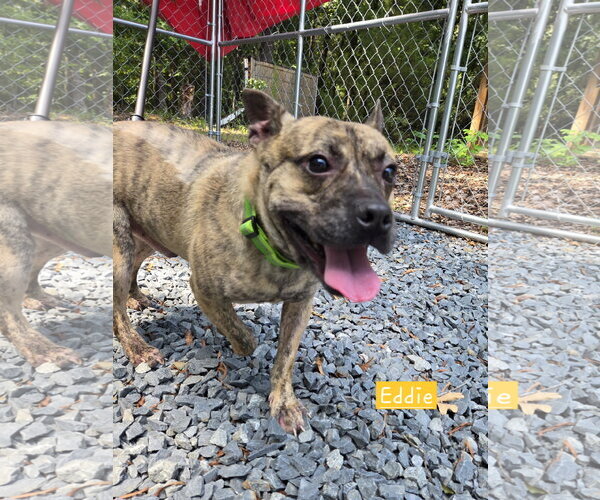 Medium Photo #2 American French Bull Terrier Puppy For Sale in Albemarle, NC, USA