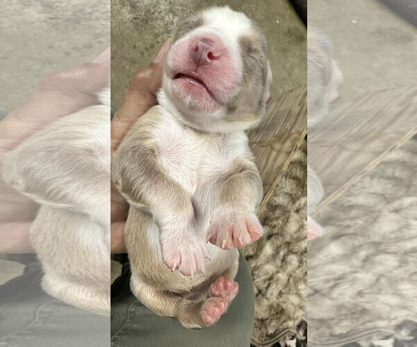 Medium Photo #7 Labrador Retriever-Unknown Mix Puppy For Sale in San Diego, CA, USA