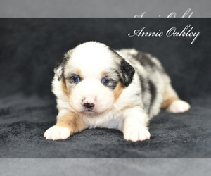 Australian Shepherd Puppy for sale in EASTON, MO, USA