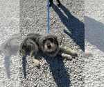 Small Bearded Collie Mix
