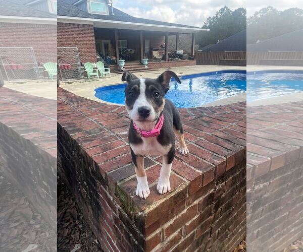 Medium Photo #4 Mutt Puppy For Sale in Mobile, AL, USA