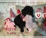 Small Photo #5 Poodle (Standard) Puppy For Sale in ARAB, AL, USA