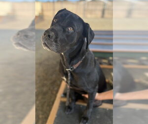 Boxer-Great Dane Mix Dogs for adoption in Palmetto, FL, USA