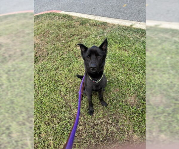 Medium Photo #1 German Shepherd Dog-Unknown Mix Puppy For Sale in Derwood, MD, USA