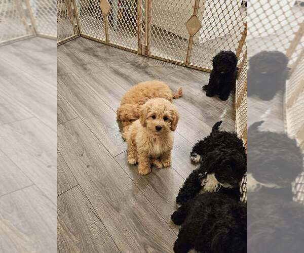 Medium Photo #2 Cavapoo (Miniature) Puppy For Sale in MEDFORD, OR, USA