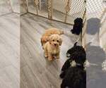 Small #1 Cavapoo (Miniature)
