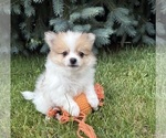 Small #1 Pomeranian