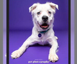 Falcor - Male Great Pyrenees-Unknown Mix Dog for Adoption - Photo #26