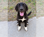 Small Photo #3 German Wirehaired Pointer Puppy For Sale in Dallas, TX, USA