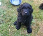 Small Photo #5 Goldendoodle Puppy For Sale in CASTLE ROCK, WA, USA