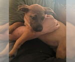 Small #7 American Staffordshire Terrier Mix