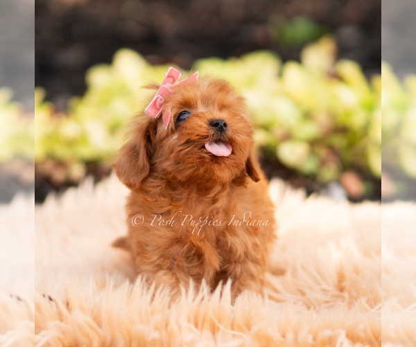 Medium Photo #1 Maltipoo (Miniature) Puppy For Sale in WARSAW, IN, USA