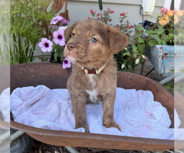 Medium Photo #1 Labrador Retriever-Unknown Mix Puppy For Sale in Duluth, MN, USA