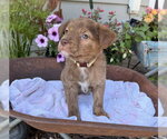 Small Labrador Retriever Mix