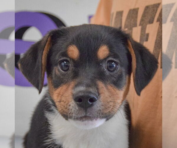 Medium Photo #7 Bagle Hound Puppy For Sale in Huntley, IL, USA