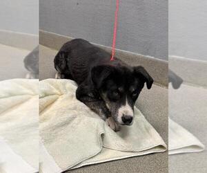 German Shepherd Dog-Unknown Mix Dogs for adoption in Las Vegas, NV, USA