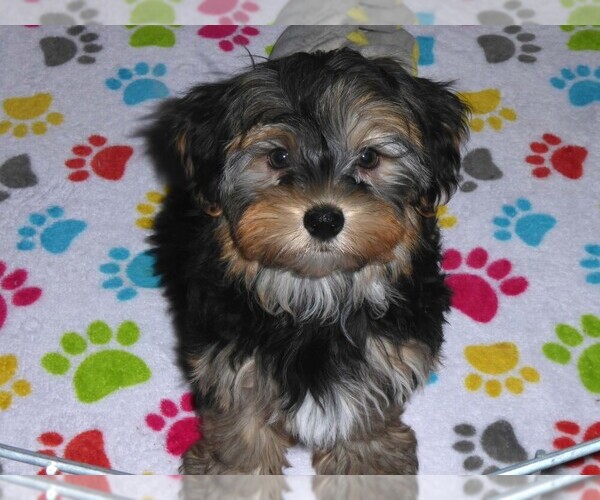 Medium Photo #5 Havashire Puppy For Sale in ORO VALLEY, AZ, USA