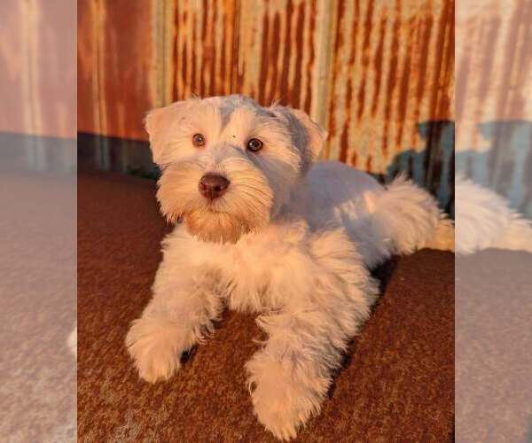 Medium Photo #1 Schnauzer (Miniature) Puppy For Sale in UNADILLA, GA, USA