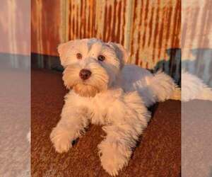Schnauzer (Miniature) Puppy for sale in UNADILLA, GA, USA
